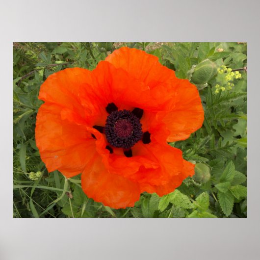 Mohnblüte Poster (Vorne)
