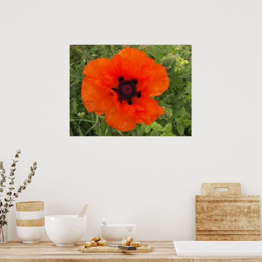 Mohnblüte Poster (Küche)