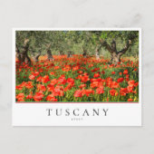 Mohnblütenbäume in der Toskana, Italien Postkarte (Vorderseite)