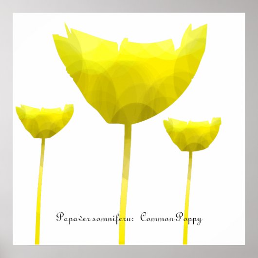Mohndruck Poster (Vorne)