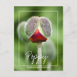 Mohnfamilie Papaveraceae-Blume Postkarte