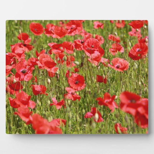 Mohnfeld - Atemberaubend! Fotoplatte (Vorderseite)