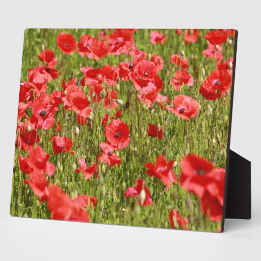 Mohnfeld - Atemberaubend! Fotoplatte (Seite)