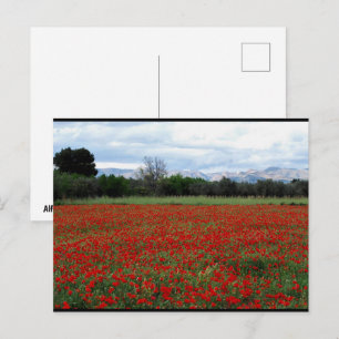 Mohnfeld Baumreihe Postkarte