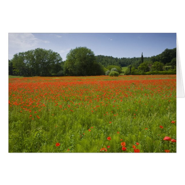 Mohnfeld, Chiusi, Italien (Vorderseite (Horizontal))