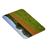 Mohnfeld, Chiusi, Italien Magnet (Rechte Seite)