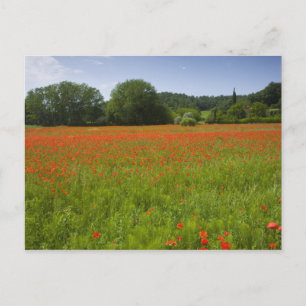Mohnfeld, Chiusi, Italien Postkarte