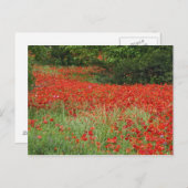 Mohnfeld entlang der Blume Postkarte (Vorne/Hinten)