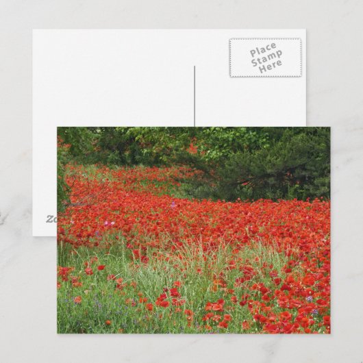 Mohnfeld entlang der Blume Postkarte (Vorne/Hinten)