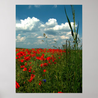 Mohnfeld II Poster