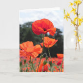 Mohnfeld in den Schattierungen des Roten Karte (Gelbe Blume)