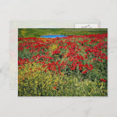 Mohnfeld, Mittelatlas, Marokko Blume Postkarte (Vorne/Hinten)