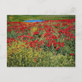 Mohnfeld, Mittelatlas, Marokko Blume Postkarte (Vorderseite)