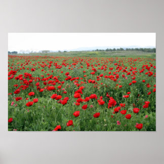 Mohnfeld Naturlandschaft Rote Blume  Poster