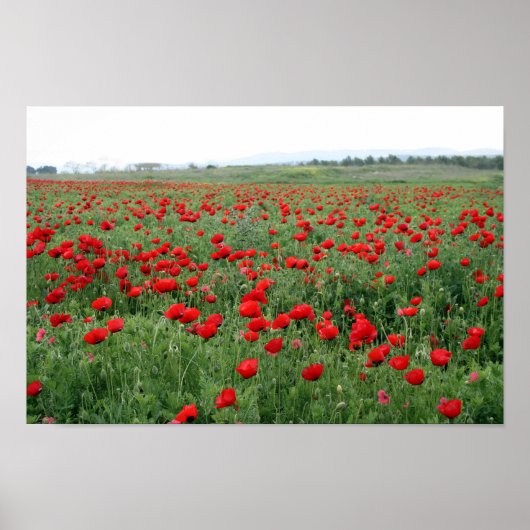 Mohnfeld Naturlandschaft Rote Blume Poster (Vorne)