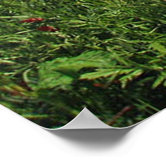 Mohnfeld Poster (Ecke)