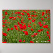 Mohnfeld Poster (Vorne)