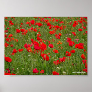 Mohnfeld Poster