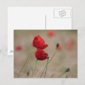 Mohnfeld Postkarte (Vorne/Hinten)