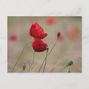 Mohnfeld Postkarte