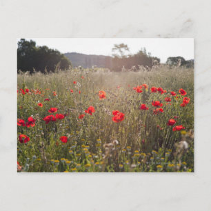 Mohnfeld Postkarte