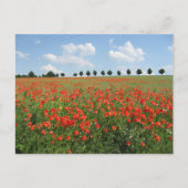 Mohnfeld Postkarte (Vorderseite)