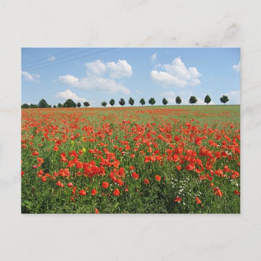 Mohnfeld Postkarte (Vorderseite)