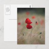 Mohnfeld Postkarte (Vorne/Hinten)