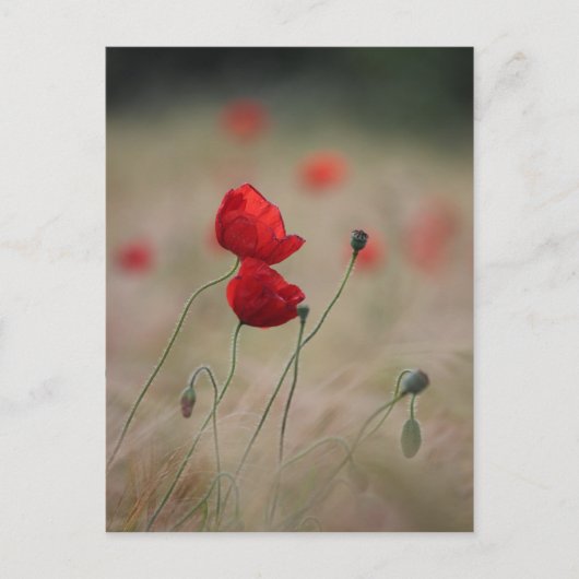 Mohnfeld Postkarte (Vorderseite)