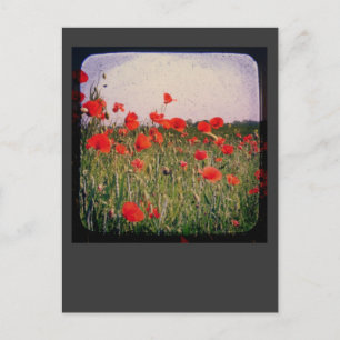 Mohnfeld Postkarte