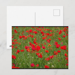 Mohnfeld Postkarte