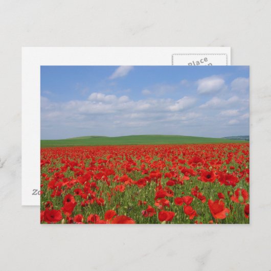 Mohnfeld Postkarte (Vorne/Hinten)