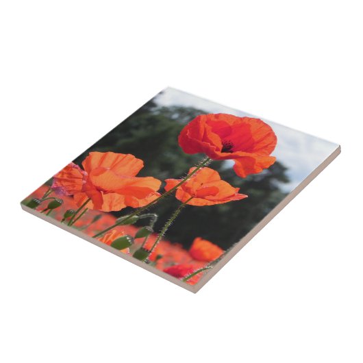 Mohnfeld, rosige Mandarine Blume Fliese (Seite)