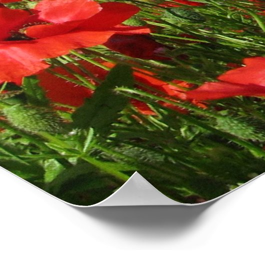 Mohnfelder Poster (Ecke)