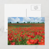 Mohnfelder Postkarte (Vorne/Hinten)
