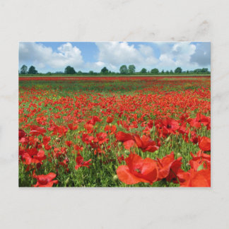 Mohnfelder Postkarte
