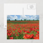 Mohnfelder Postkarte (Vorne/Hinten)