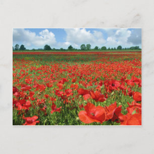 Mohnfelder Postkarte