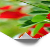 Mohnfeldposter Poster (Ecke)