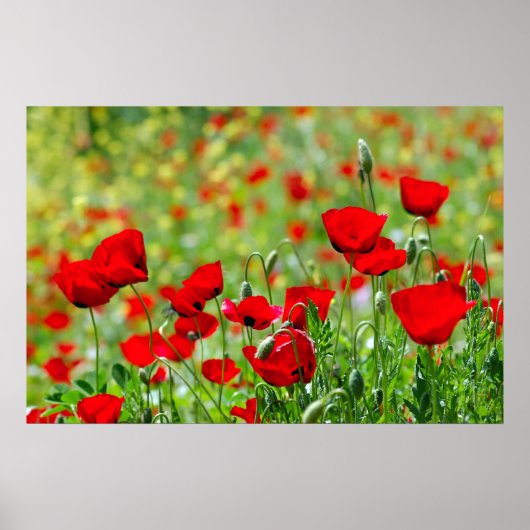 Mohnfeldposter Poster (Vorne)