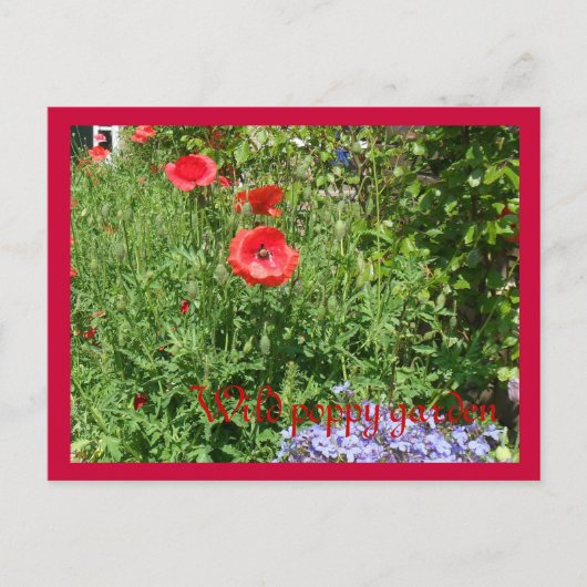 Mohngarten Postkarte (Vorderseite)
