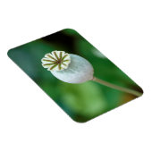 Mohnkopfbedeckung, Western Cape Magnet (Rechte Seite)