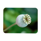 Mohnkopfbedeckung, Western Cape Magnet (Horizontal)