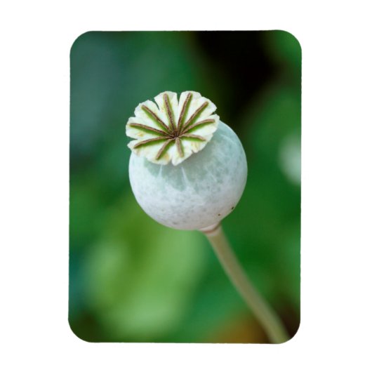 Mohnkopfbedeckung, Western Cape Magnet (Vertikal)