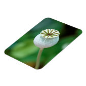 Mohnkopfbedeckung, Western Cape Magnet (Linke Seite)