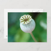 Mohnkopfbedeckung, Western Cape Postkarte (Vorne/Hinten)