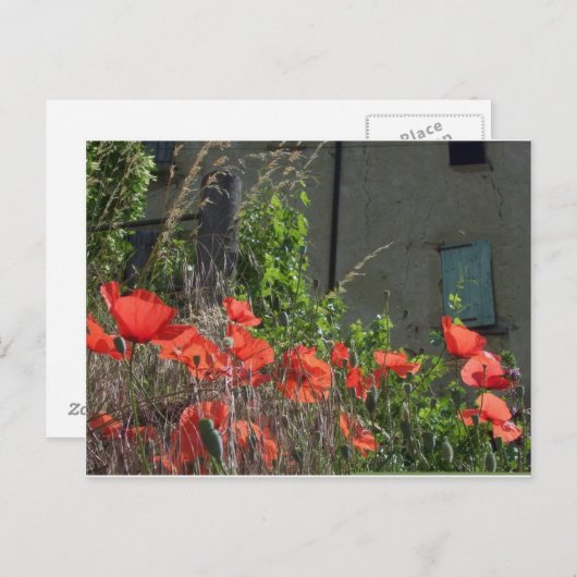 Mohnpostkarte Postkarte (Vorne/Hinten)