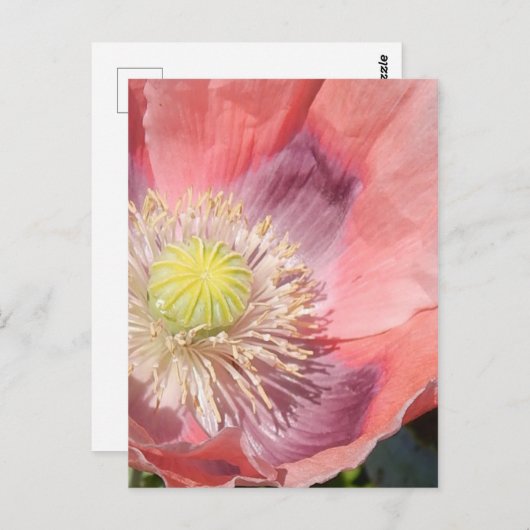 Mohnpostkarte Postkarte (Vorne/Hinten)
