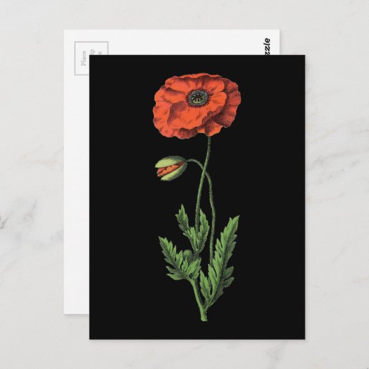 Mohnrote Vintage Kunst Postkarte (Vorne/Hinten)
