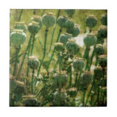 Mohnsamen-Blume Fliese (Vorderseite)